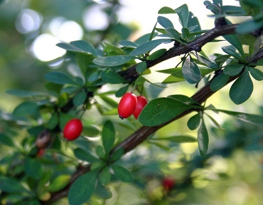 Spotlight on the Plant Compound Berberine