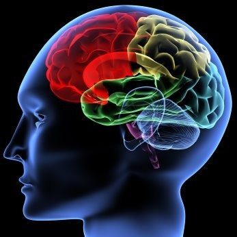 B12 – Brain Support for All Ages