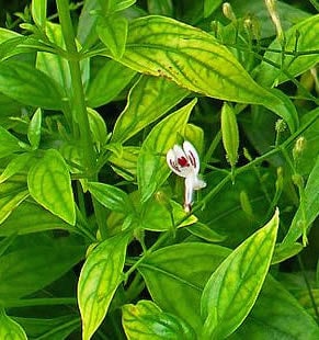 Andrographis for the Immune System