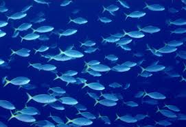 What's the Buzz on Fish and Mercury?