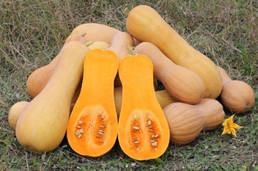 Fall Food Feature – Winter Squash