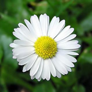 Chamomile Bringing Rest to the Weary