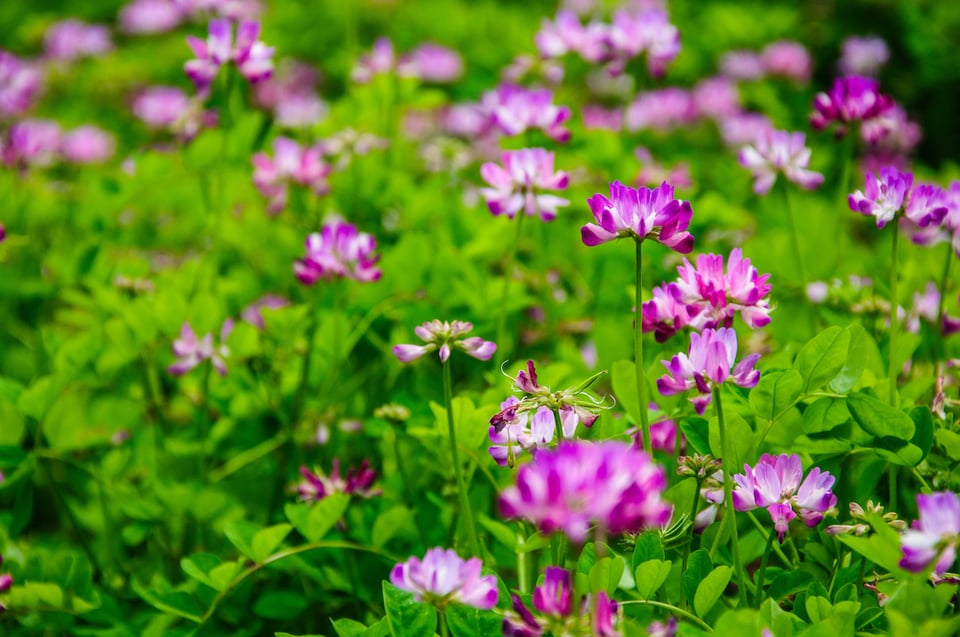 Herbal Astragalus to Promote Immune Health