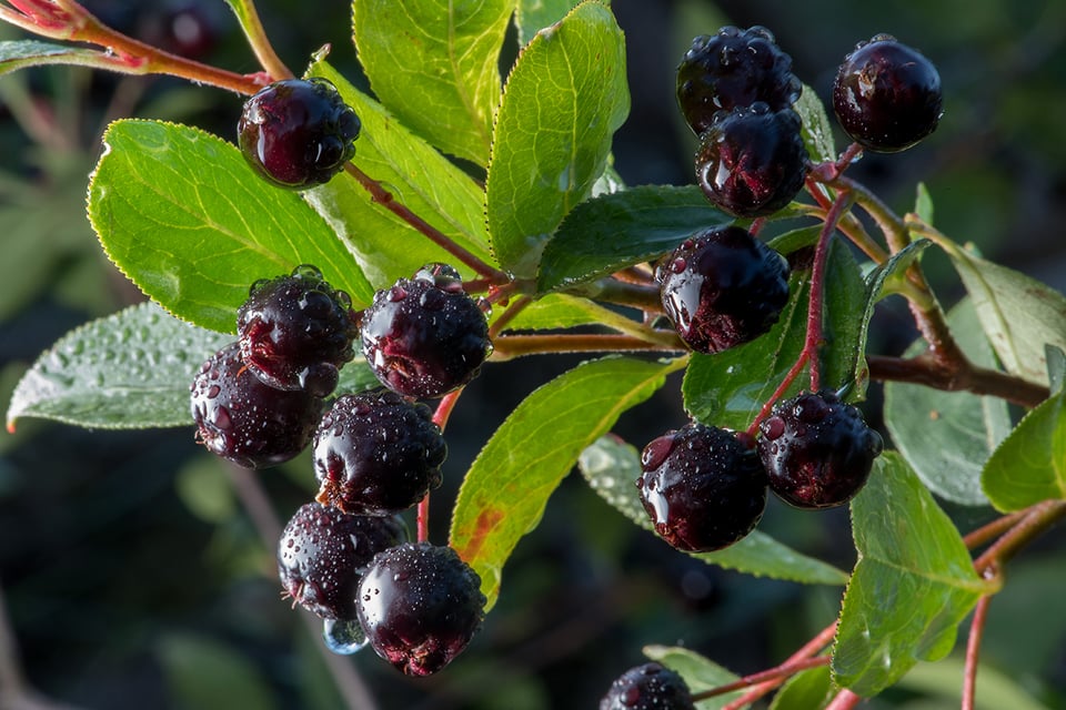 The Effects of Quercetin on the Nrf2 Pathway