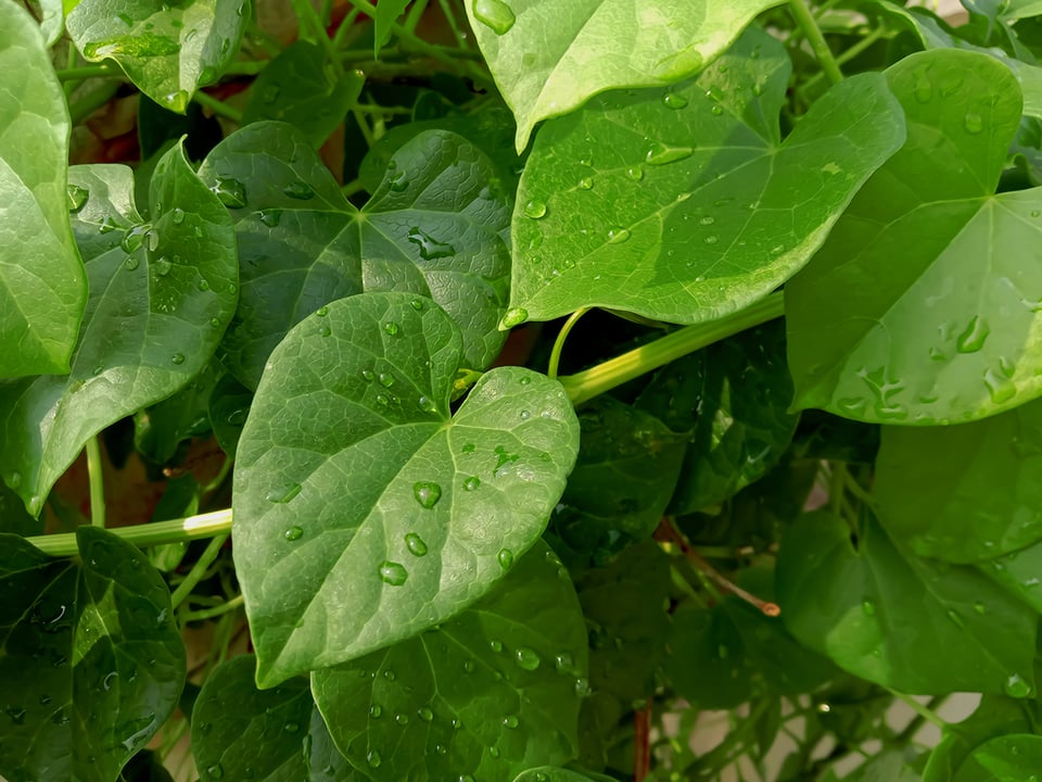 Guduchi Botanical Supports Healthy Response to Allergies