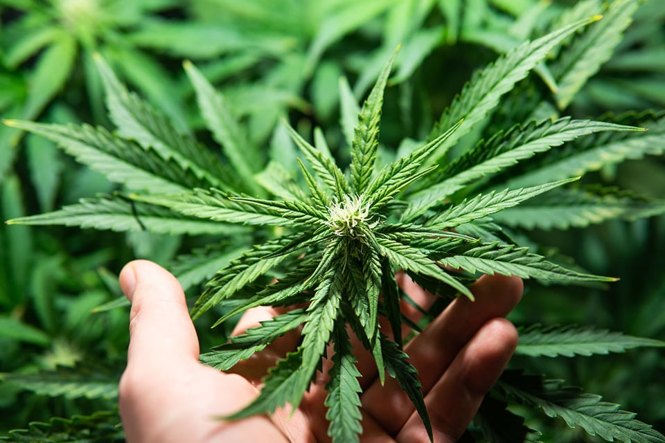 The Benefits of Phytocannabinoids for Sleep