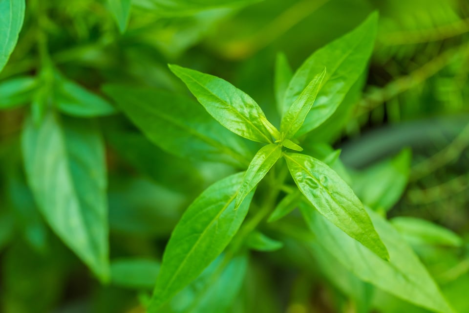Andrographis to Support Healthy Microbial Environment