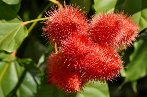 Tocotrienols Up Close
