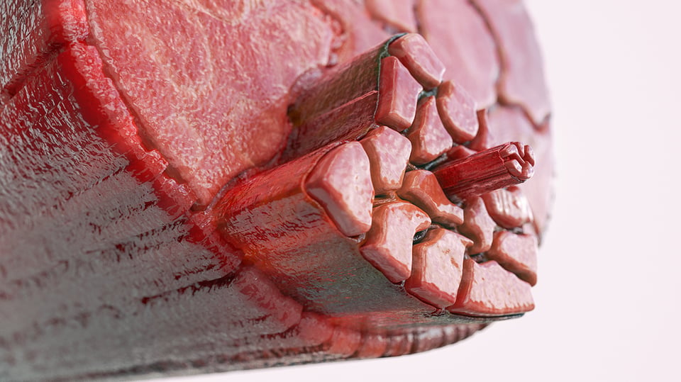 The Latest on Leucine and Muscle Health