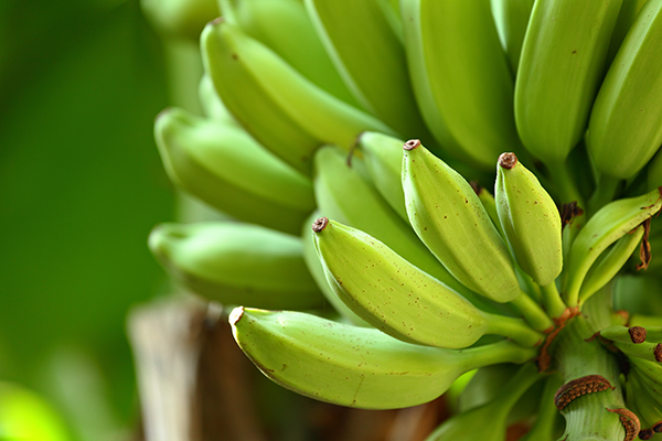 Study demonstrates the benefits of green banana resistant starch in patients with insulin resistance