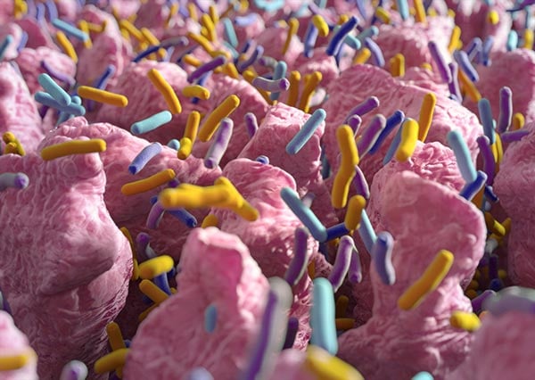 Blaming the Bugs for Heart Disease