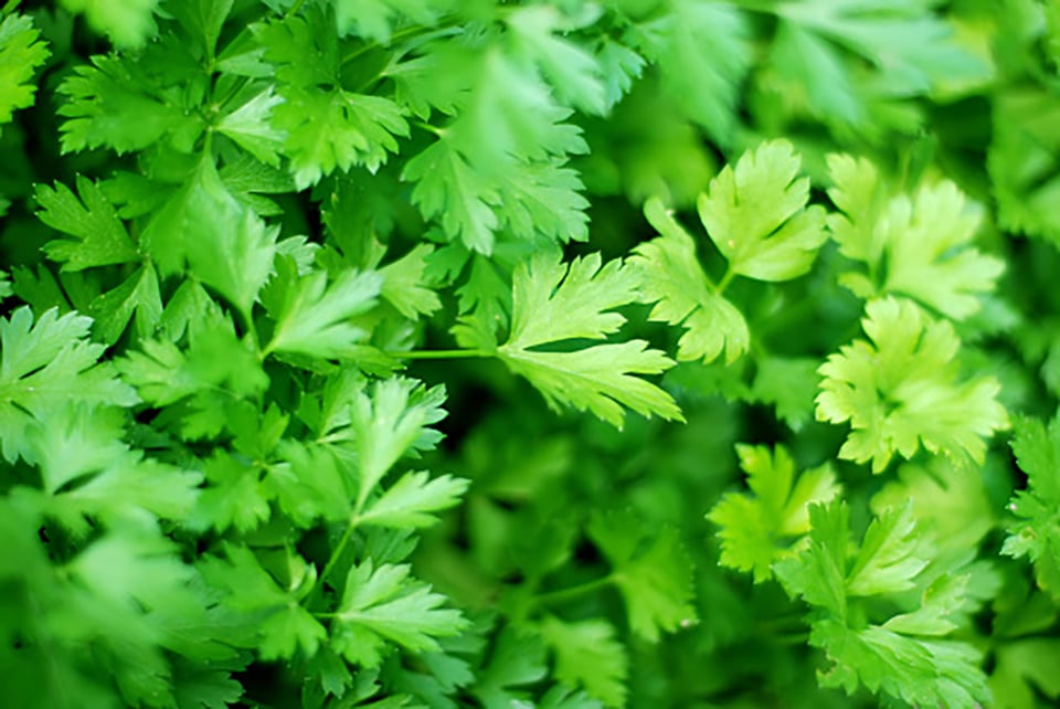 Lovage: An Immune-Supportive Botanical
