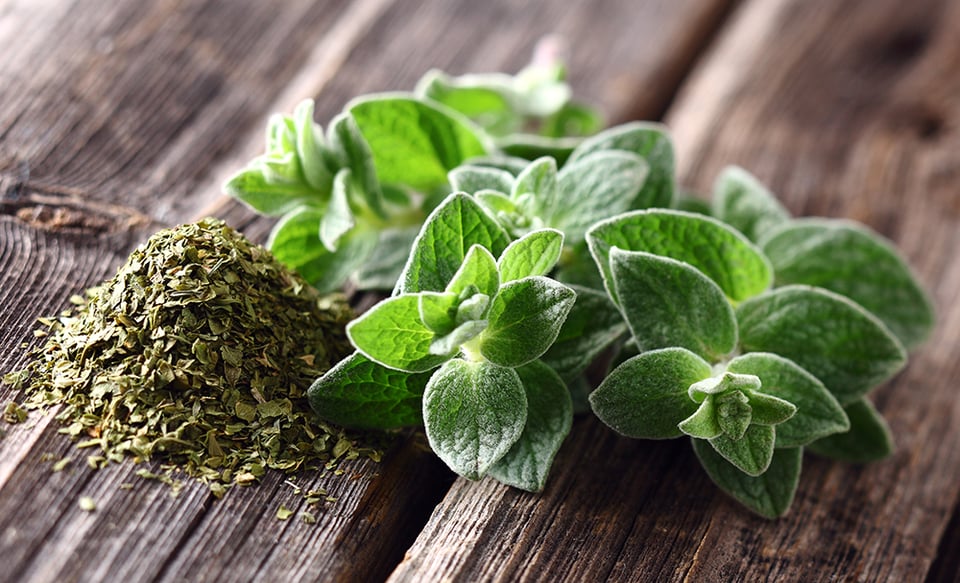 How Oregano Promotes Healthy Microbial Diversity in the Gut