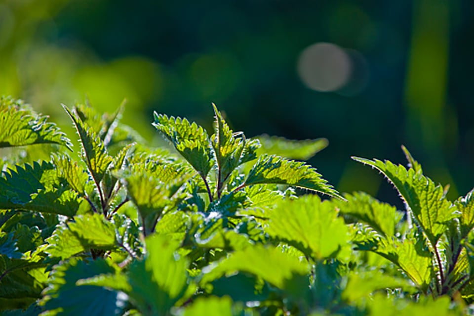 The Latest on Nettle’s Health-Supportive Qualities