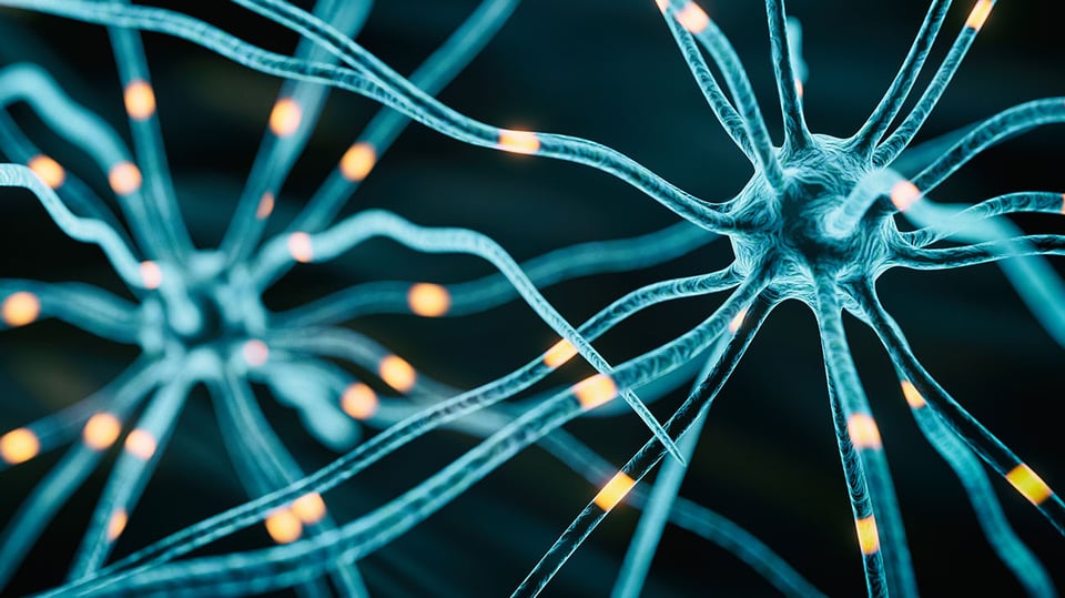 GABA, Tyrosine, and Taurine: Amino Acids to Support a Healthy Mood