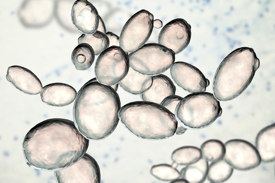Beta-Glucan for Children’s Immune Health