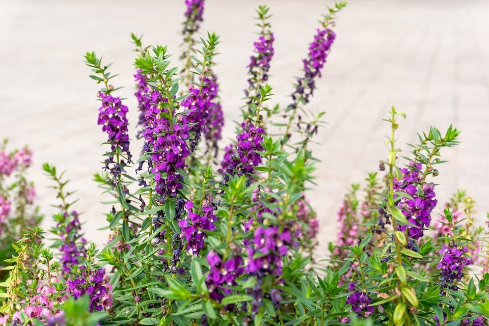 Botanicals To Support the Body’s Response to Lyme Disease
