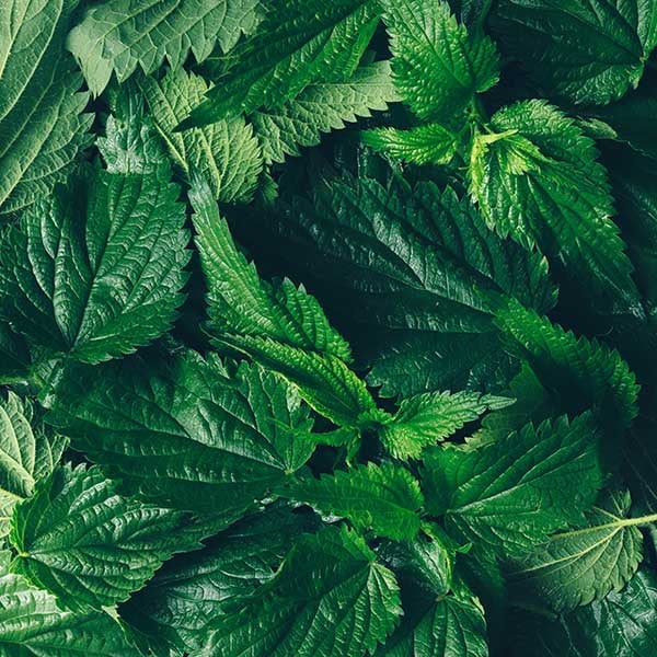 Botanical Relief for Seasonal Allergies