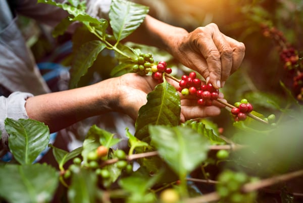 Coffee Fruit Extract: A Powerhouse for Neuronal Support
