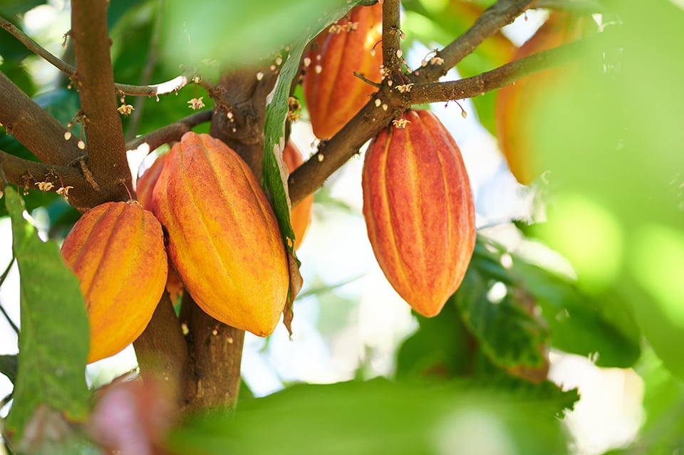Recent Randomized Controlled Trial Investigates Cocoa Flavanol Supplementation and Cardiovascular Disease
