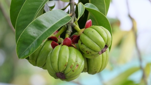 Getting the Scoop on Garcinia Cambogia