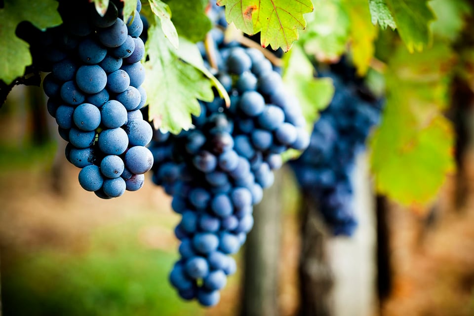 New Study Explores the Influence of Resveratrol on Mast Cell Activation and Mitochondrial Function