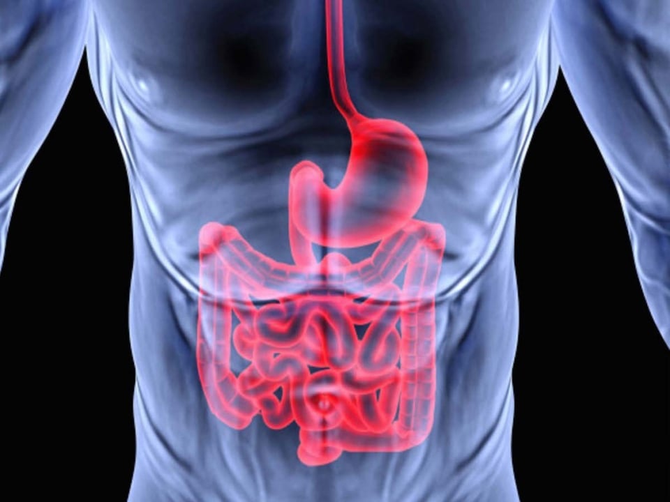 Mycotoxins & the Health of the Gut