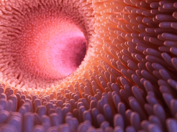 How the Gut Keeps Time