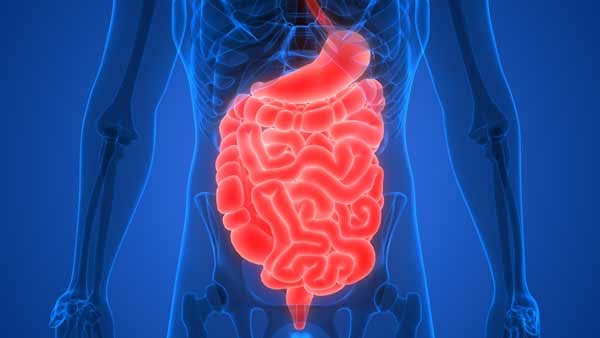 It’s Gut Instinct Digestive Enzyme Therapy