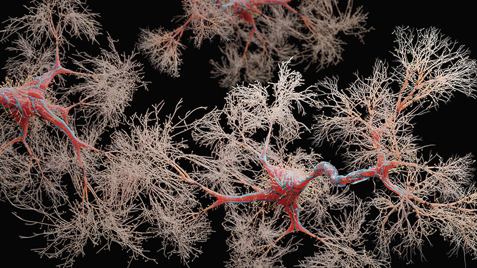 Targeting Methylation to Support Neural Function