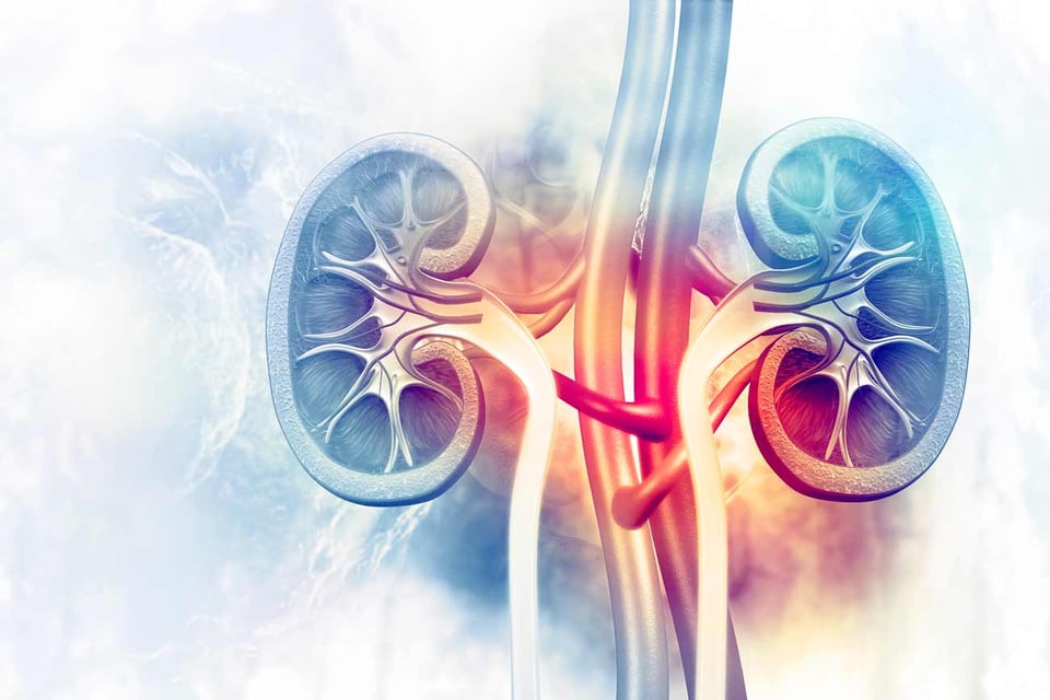 New study demonstrates the effect of a low protein diet and prebiotics in chronic kidney disease