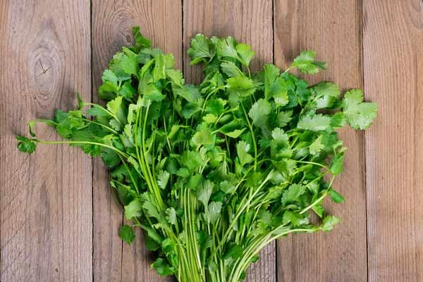 New Study Uncovers Mechanism for Cilantro’s Therapeutic Effects How to Replete Drug-Induced Nutrient Depletion