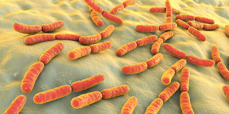 Postbiotics: What are They?