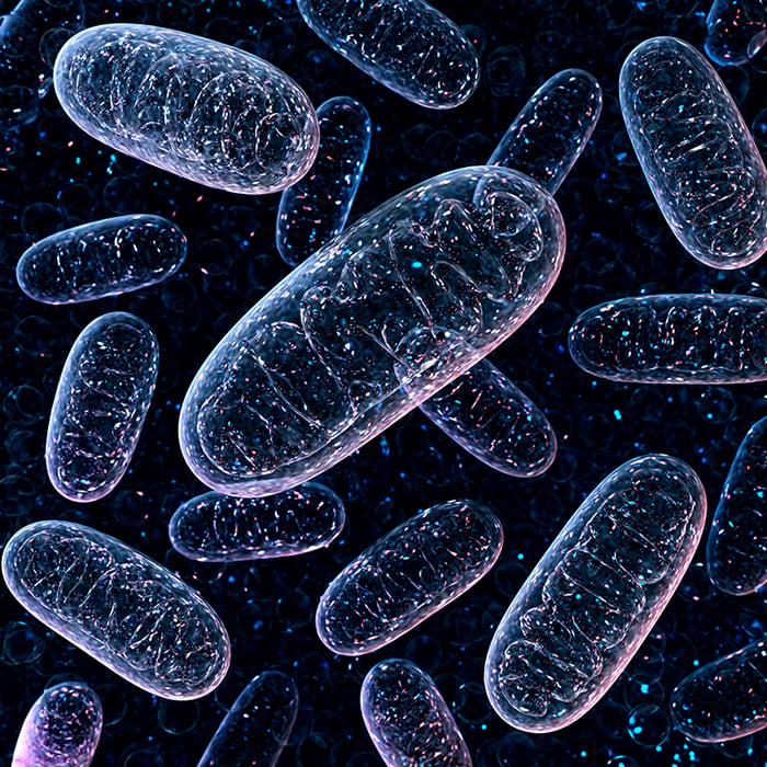 Nicotinamide Riboside and Mitochondrial Health