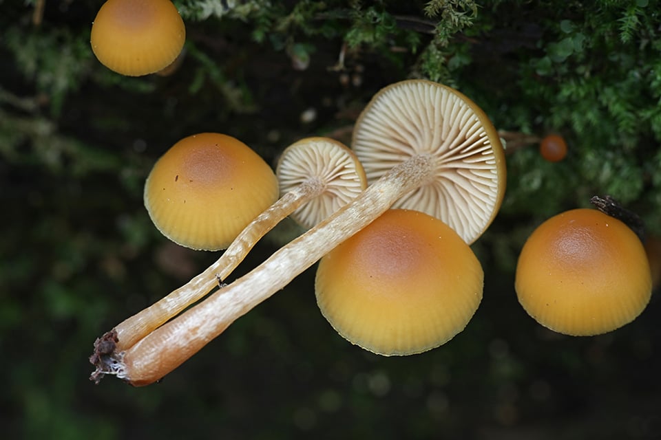 Chinese Skullcap and a Healthy Inflammatory Response