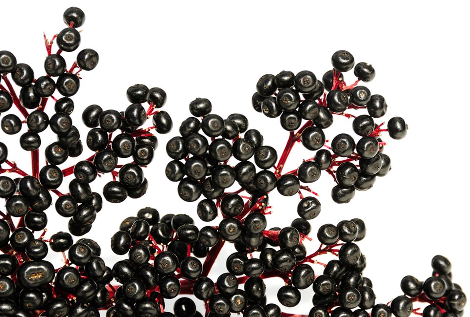 Clarifying the Role of Elderberry for Immune Support