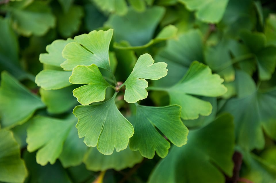 The Latest Research on Ginkgo Biloba