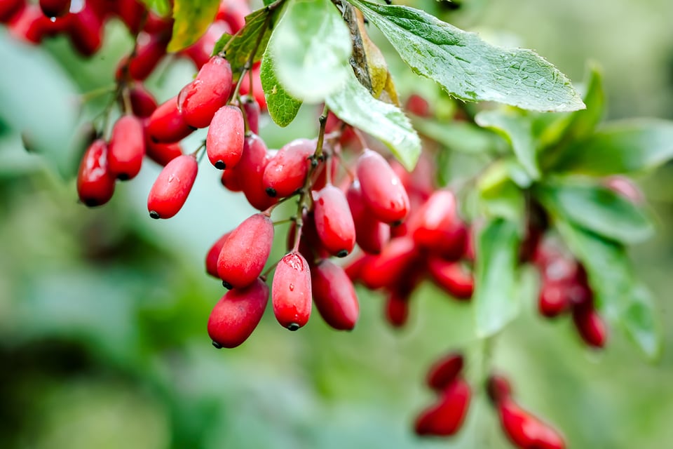 Recent Review Explores Relationship Between Berberine and the Gut Microbiome