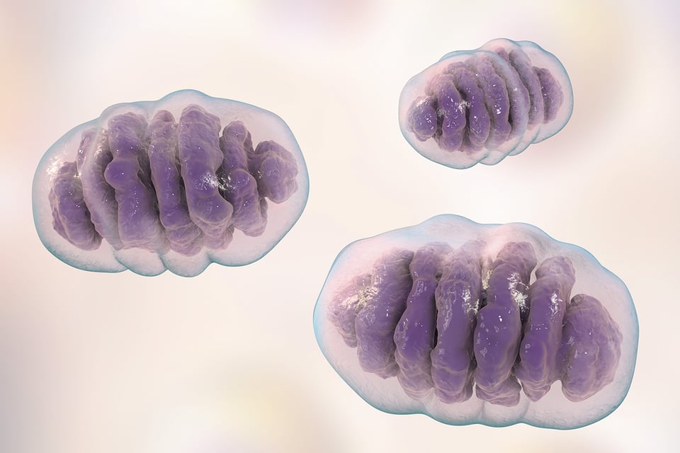 Multiplying Mitochondria with Supplemental PQQ