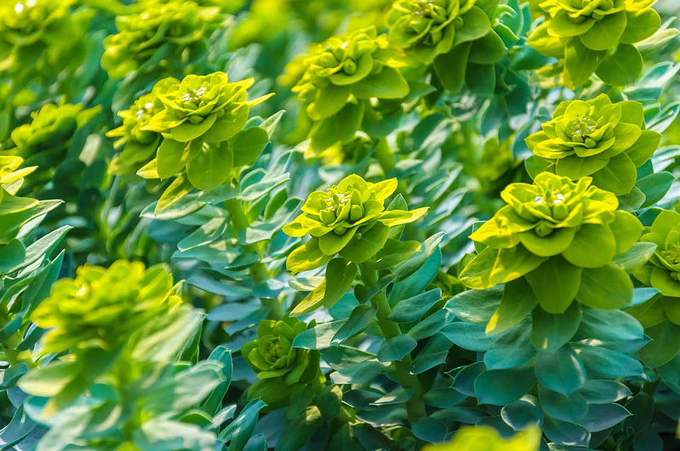 The Health-Supportive Actions of Rhodiola