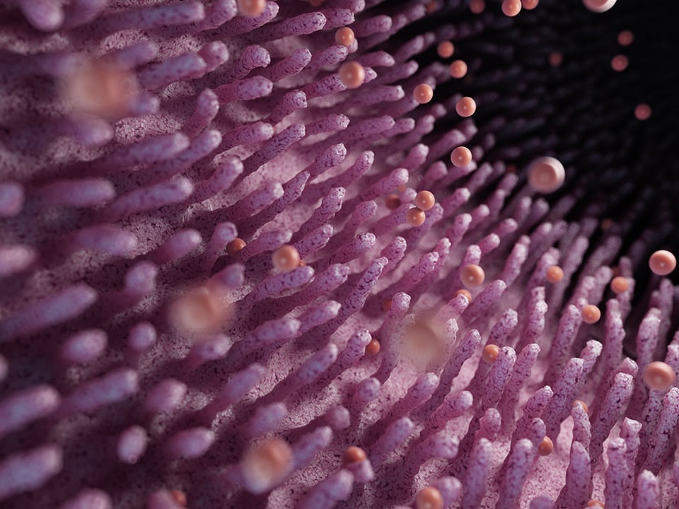 Glutamine and Its Role in Gut Health