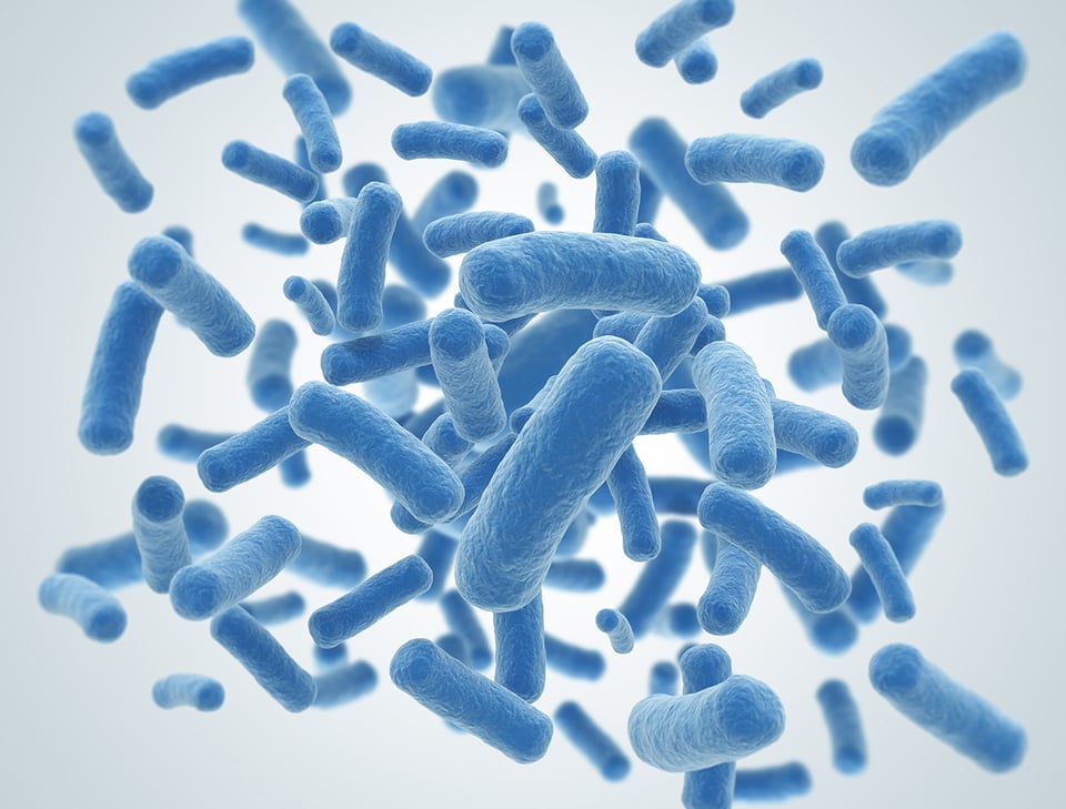 Lactobacilli, Arabinogalactan, and Colostrum Stimulate Immune Response in the Gut