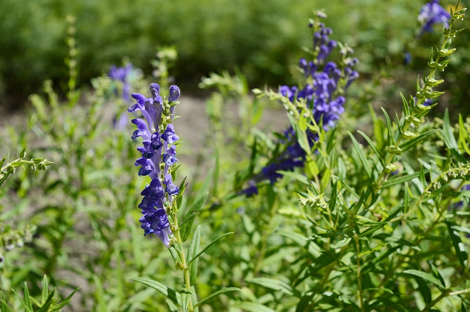 Scutellaria Baicalensis and its Many Clinical Uses
