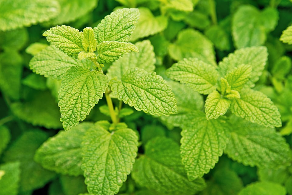 Lemon Balm and Its Many Uses