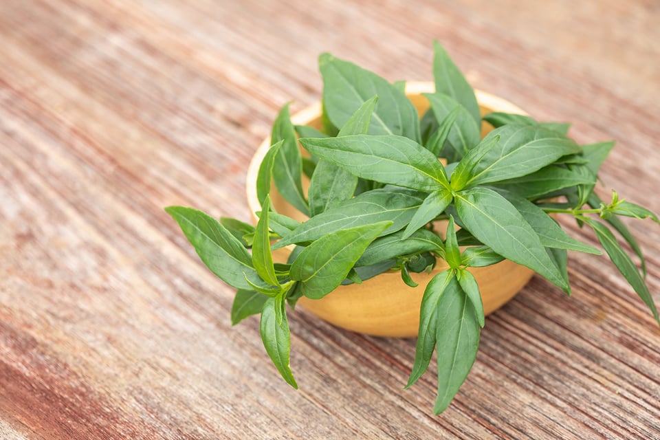 The Immune Support of Andrographis