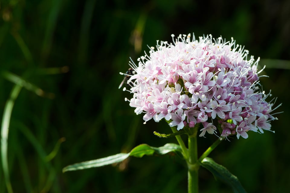 Valerian’s Role in Supporting Mood