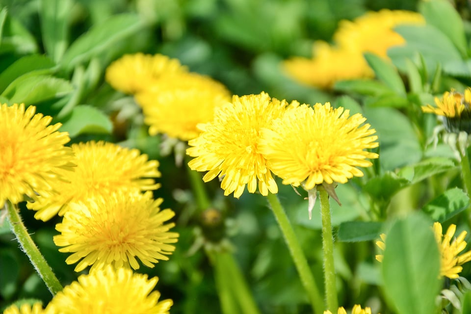Dandelion and the Multiple Ways it Supports Health