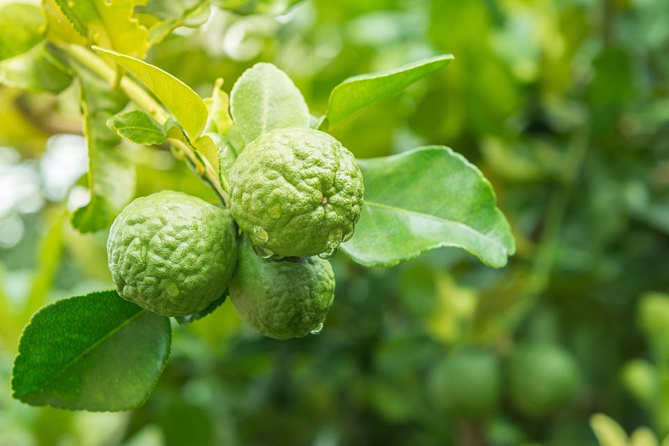 The Health-Supportive Role of Bergamot