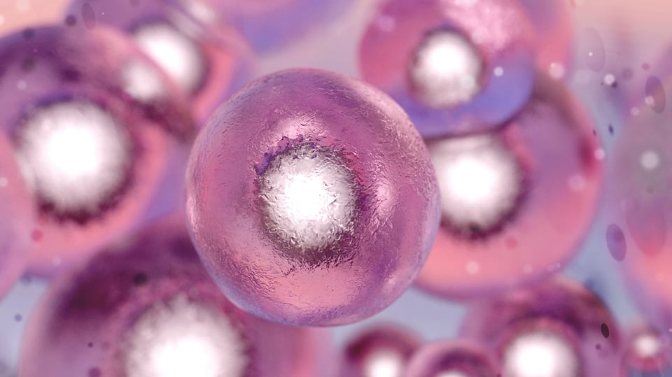 The Role of Cell Senescence in Aging