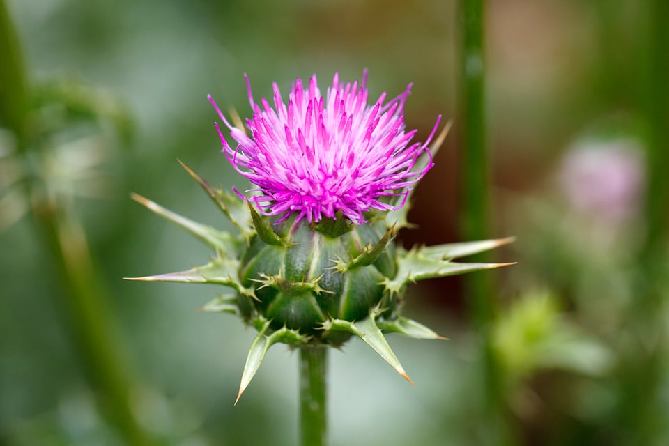 The Detox- and Liver-Supportive Roles of Milk Thistle